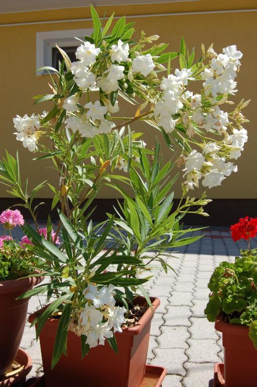 Apartmanhaz Cedrus 8 Zalakaros Kamer foto